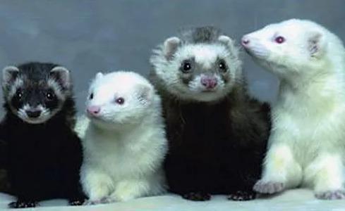 Vente nac en ligne achat hamster lapin cochon d inde furet souris rat 1