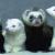 Vente nac en ligne achat hamster lapin cochon d inde furet souris rat