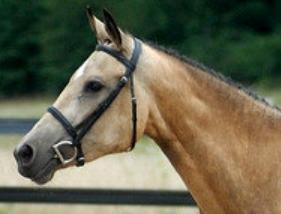 French Riding Pony for Sale, French Pony Breeder