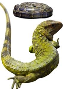 Vente reptile en ligne, serpent à vendre, achat lézard