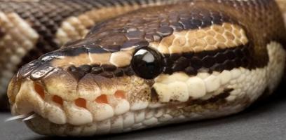 Online reptile sales, purchase corn snakes, pythons, boas