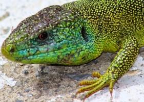Vente reptile en ligne, achat lézard Gecko Iguane Pogona
