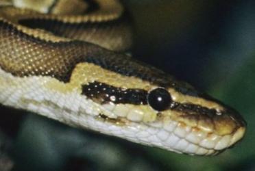 Online reptile sales, purchase Royal Python snakes, France