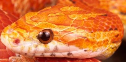 Online reptile sales, corn snake purchases, pet store