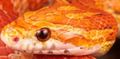 Vente reptile en ligne, achat serpent des blés, animalerie