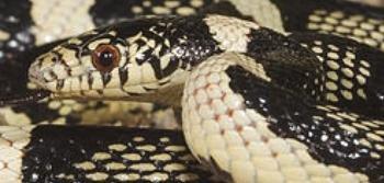 King snake for sale, reptile for sale, online pet store