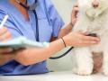 Veterinaire angouleme