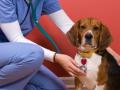 Veterinaire arcachon