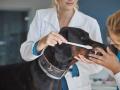 Veterinaire aurillac