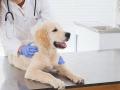 Veterinaire bordeaux