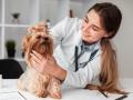 Veterinaire brive la gaillarde