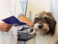 Veterinaire charleville mezieres