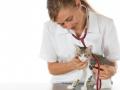 Veterinaire chartres