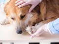 Veterinaire chateauroux