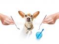 Veterinaire evreux