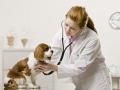 Veterinaire grenoble