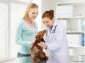 Veterinaire le puy en velay