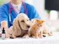 Veterinaire lorient