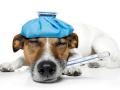 Veterinaire nevers