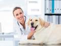 Veterinaire st tropez