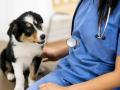 Veterinaire toulon