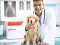 Veterinaire toulouse