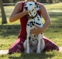 Dog yoga, Doga, Yoga for dogs, Canine energy care