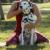 Yoga pour chien dog yoga doga