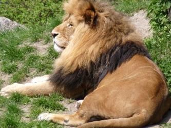 Zoo Beauval, Zoo de Beauval, Zoo Parc de Beauval, Promo zoo