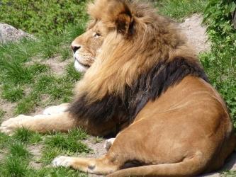 Zoo de la Flèche Hotel Safari Lodge